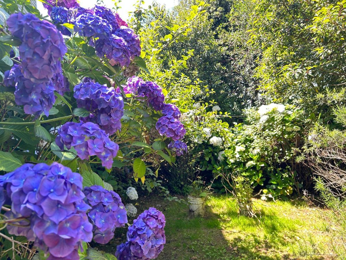 Hotel Purple Fox Ancud Exterior foto